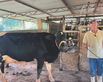 Imagem ilustrativa da imagem Luxo nas montanhas: vacas "milionárias" ganham destaque em concurso no ES