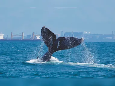Imagem ilustrativa da imagem Tecnologia ajuda a evitar colisões entre navios e baleias no litoral capixaba