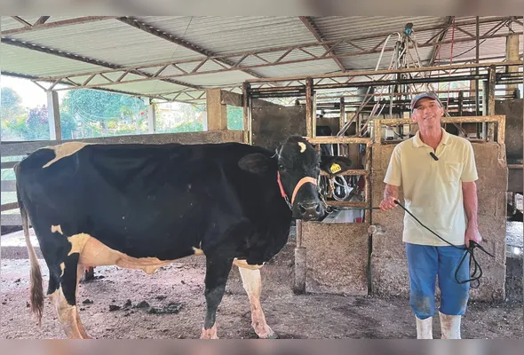 Imagem ilustrativa da imagem Luxo nas montanhas: vacas "milionárias" ganham destaque em concurso no ES