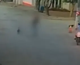Imagem ilustrativa da imagem VEJA VÍDEO | Cachorro morre após ser espancado no Noroeste do ES