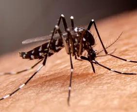 Imagem ilustrativa da imagem Mosquitos aprendem a “gostar” de repelente. Entenda