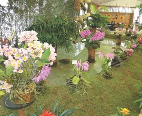 Imagem ilustrativa da imagem Festa das Flores de volta a Domingos Martins neste fim de semana