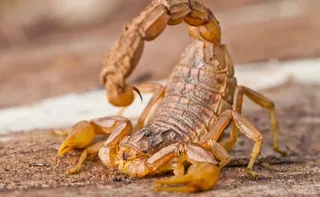 Imagem ilustrativa da imagem Como achar focos e ninhos de escorpião-amarelo e mais 3 tipos na sua casa
