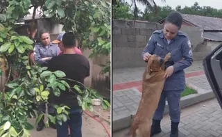 Imagem ilustrativa da imagem Homem é investigado por zoofilia contra cadela no Norte do ES