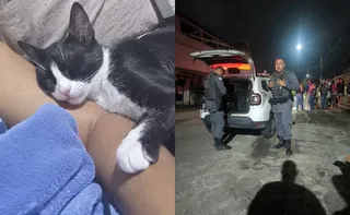 Imagem ilustrativa da imagem Idoso é investigado por matar gato a pauladas na Serra
