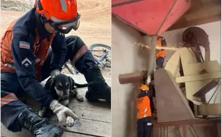 Imagem ilustrativa da imagem VÍDEO | Cachorro é resgatado pelo Corpo de Bombeiros após ficar preso em cano no ES
