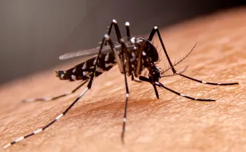 Imagem ilustrativa da imagem Mosquitos aprendem a “gostar” de repelente. Entenda