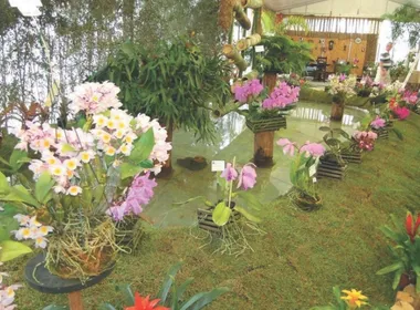Imagem ilustrativa da imagem Festa das Flores de volta a Domingos Martins neste fim de semana