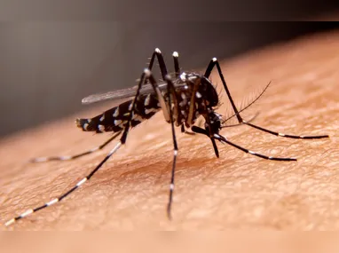 Imagem ilustrativa da imagem Alfredo Chaves confirma primeiro caso de dengue tipo 3 no município