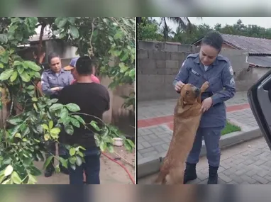 Imagem ilustrativa da imagem Homem é investigado por zoofilia contra cadela no Norte do ES