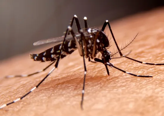 Imagem ilustrativa da imagem Mosquitos aprendem a “gostar” de repelente. Entenda