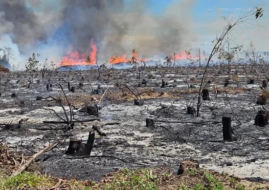 Imagem ilustrativa da imagem Preso suspeito de incendiar florestas e causar prejuízo de R$ 40 milhões no ES