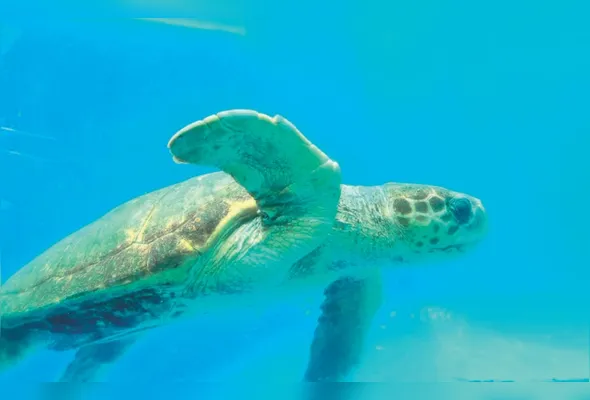 Centro de Visitantes do Projeto Tamar, em Vitória, terá programação especial até domingo