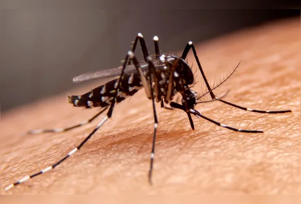 Transmissão de doenças causadas por mosquitos é impulsionada por fatores climáticos e ambientais