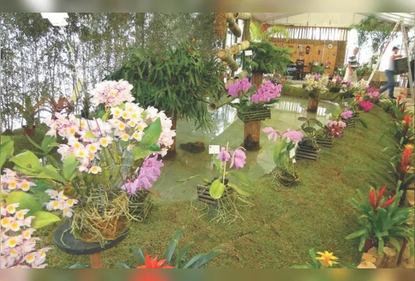 Orquídeas e bromélias, incluindo  nativas e híbridas, em exposição