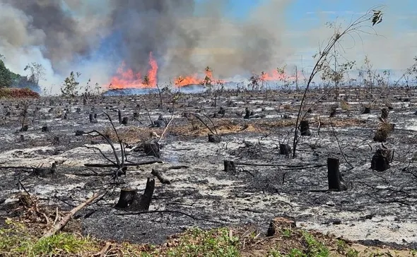 Imagem ilustrativa da imagem Preso suspeito de incendiar florestas e causar prejuízo de R$ 40 milhões no ES