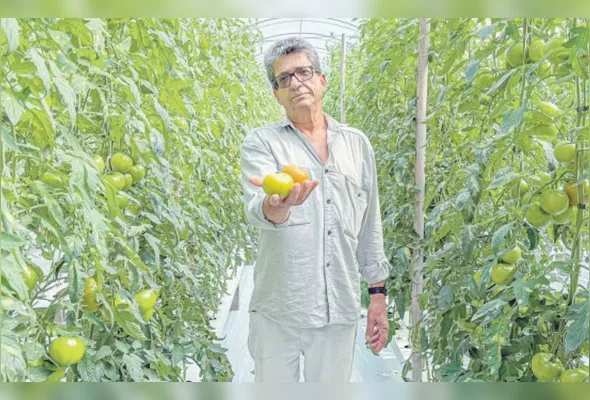 Maxwell Veloso dos Santos: frutos mais consistentes, adocicados, saborosos e nutritivos.