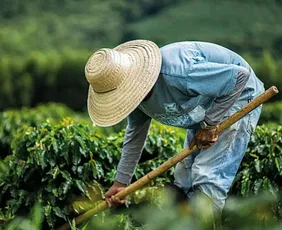 Imagem ilustrativa da imagem Agro impulsiona recordes do mercado de trabalho no país