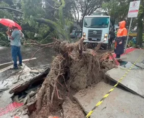 Imagem ilustrativa da imagem Motoristas ficam presos dentro de carro após árvore cair em Vitória