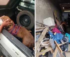 Imagem ilustrativa da imagem Duas pessoas ficam feridas após ataques de pitbull em Guarapari