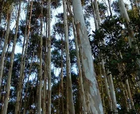 Imagem ilustrativa da imagem Projeto de fábrica de combustíveis da Suzano no ES é suspenso por falta de madeira