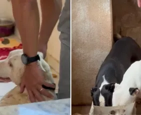 Imagem ilustrativa da imagem Homem é preso em operação contra maus-tratos a animais no ES