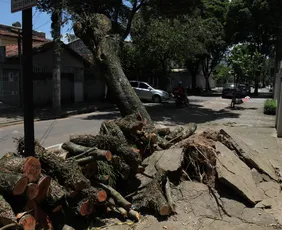 Imagem ilustrativa da imagem Lula sanciona lei que libera poda de árvore quando órgão público se omitir