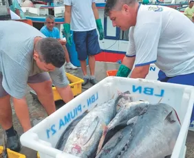 Imagem ilustrativa da imagem Pescadores cobram ações do Governo Federal para se livrar do tarifaço