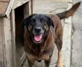 Imagem ilustrativa da imagem Cão Orelha: adolescentes investigados são suspeitos de outros crimes em SC