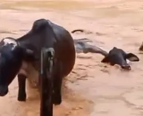 Imagem ilustrativa da imagem VÍDEO | Gado é arrastado por enchente em cidade do Sul do ES