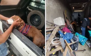 Imagem ilustrativa da imagem Duas pessoas ficam feridas após ataques de pitbull em Guarapari