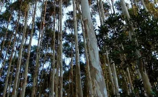 Imagem ilustrativa da imagem Projeto de fábrica de combustíveis da Suzano no ES é suspenso por falta de madeira