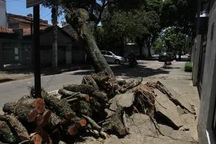 Imagem ilustrativa da imagem Lula sanciona lei que libera poda de árvore quando órgão público se omitir