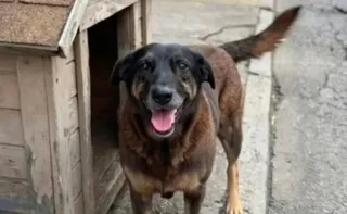 Imagem ilustrativa da imagem Cão Orelha: adolescentes investigados são suspeitos de outros crimes em SC