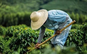 Imagem ilustrativa da imagem Agro impulsiona recordes do mercado de trabalho no país