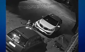 Imagem ilustrativa da imagem Cachorros atacam carro, destroem para-choque e deixam dona sem reação