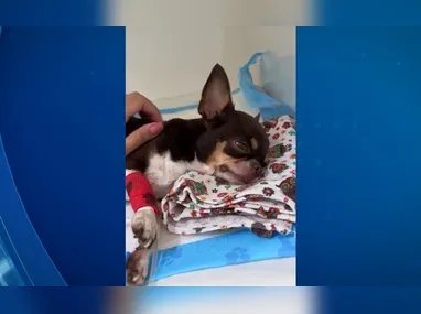 Imagem ilustrativa da imagem Envenenamento de animais em condomínio de luxo da Serra é investigado