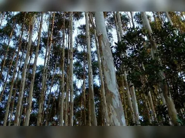 Imagem ilustrativa da imagem Projeto de fábrica de combustíveis da Suzano no ES é suspenso por falta de madeira
