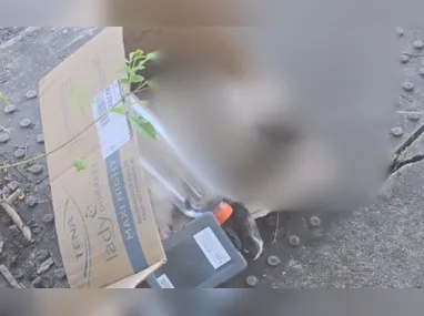 Imagem ilustrativa da imagem Caso de gato enforcado na Ilha do Boi é desvendado