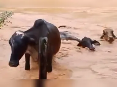 Imagem ilustrativa da imagem VÍDEO | Gado é arrastado por enchente em cidade do Sul do ES