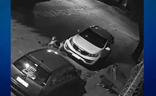 Imagem ilustrativa da imagem Cachorros atacam carro, destroem para-choque e deixam dona sem reação