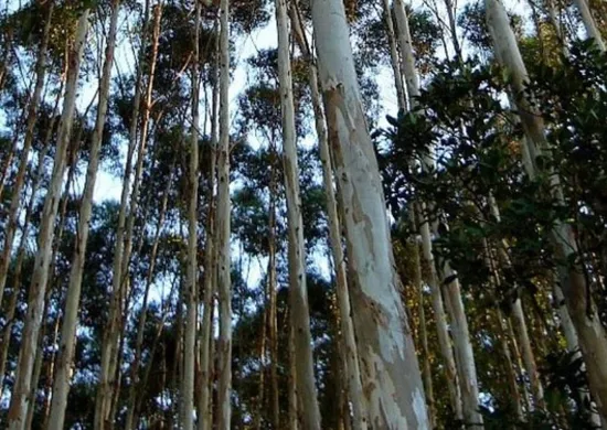 Imagem ilustrativa da imagem Projeto de fábrica de combustíveis da Suzano no ES é suspenso por falta de madeira