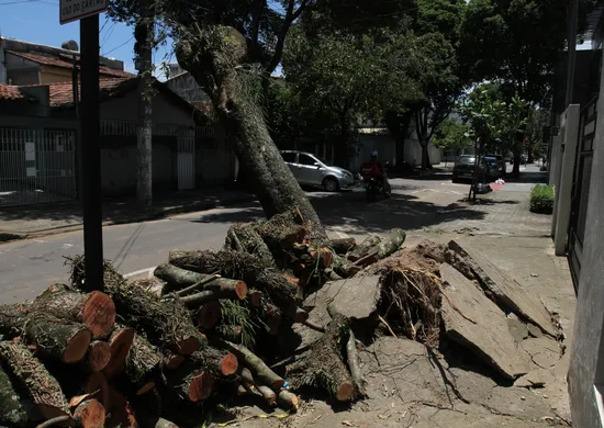 Imagem ilustrativa da imagem Lula sanciona lei que libera poda de árvore quando órgão público se omitir