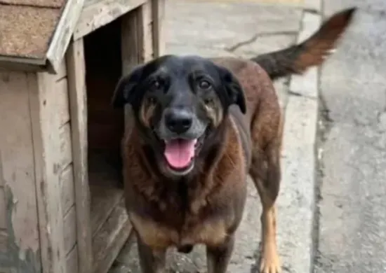 Imagem ilustrativa da imagem Cão Orelha: adolescentes investigados são suspeitos de outros crimes em SC