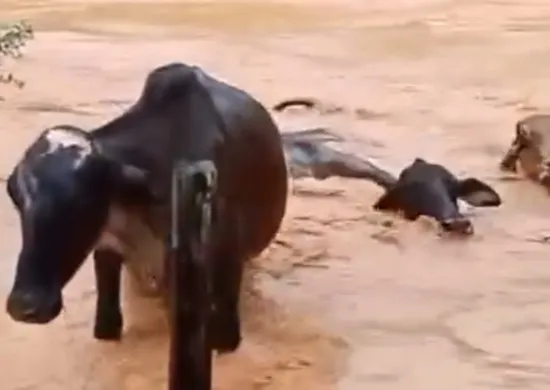 Imagem ilustrativa da imagem VÍDEO | Gado é arrastado por enchente em cidade do Sul do ES