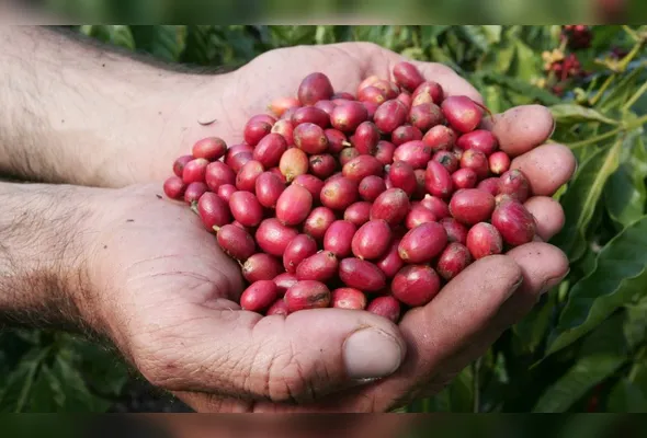 Café movimenta municípios, sustenta famílias, aciona transporte, armazenagem, exportação, indústria e serviços