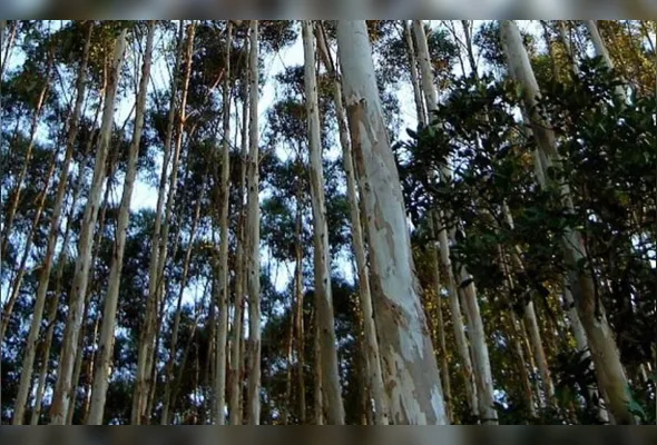 Plantação de eucalipto no ES