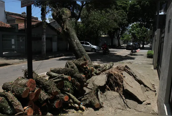 Lei estabelece prazo de até 45 dias para que os órgãos ambientais respondam às solicitações de poda ou corte em situações de risco