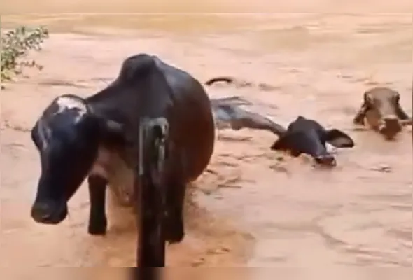 Segundo relatos de familiares, o rio encheu em pouco tempo e atingiu áreas mais baixas da comunidade, onde os animais estavam próximos ao curso d’água