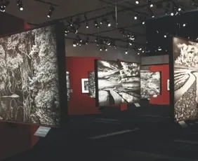 Imagem ilustrativa da imagem 'Amazônia', mostra de Sebastião Salgado, ficará em exposição por três meses no ES